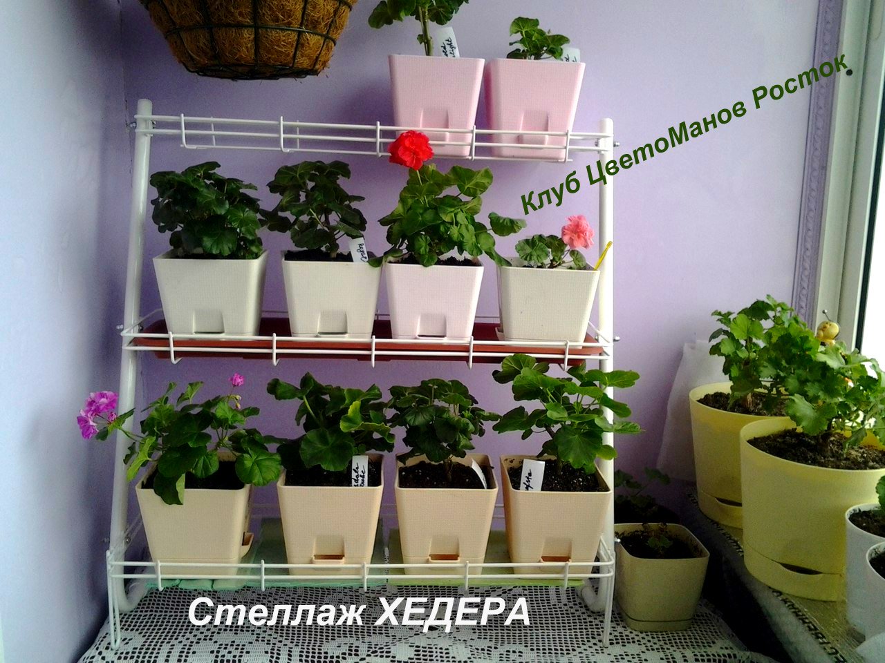 стеллаж для рассады и растений трехъярусный. Фото N22